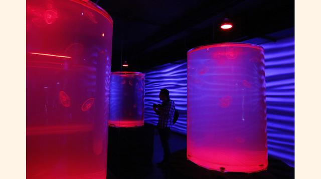 El acuario dará trabajo directo a 90 personas y el costo del boleto de entrada será de 129 pesos para el público en general. (Foto: Reuters)