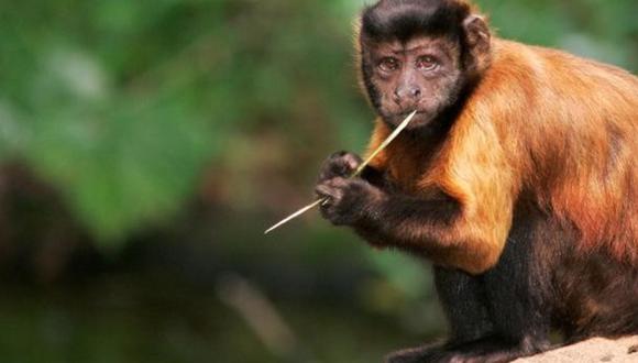 El experimento involucró seis monos capuchinos que llevaban el nombre de personajes de películas de James Bond. (Foto: Reuters)