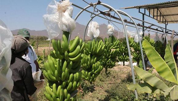 La cepa R4T puede destruir plantaciones de banano, se transmite a través del suelo y actualmente no existe ningún tratamiento para erradicarlo. (Foto: Agencia Andina)