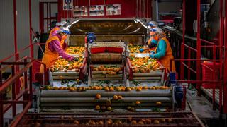 Agrícola Cerro Prieto explora cultivo de mandarinas e incursiona en congelados