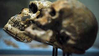 Homo sapiens ya mostró gusto por el marisco y el pescado hace 15,000 años