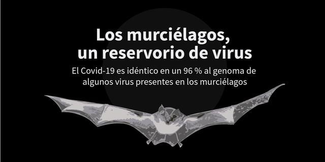 FOTO 1 | Los murciélagos, un reservorio de virus. El Covid-19 es idéntico en un 96 % al genoma de algunos virus presentes en los murciélagos.