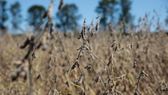 Las preocupaciones sobre la cosecha sudamericana han provocado un aumento de los precios en Chicago, donde los futuros de la soja han subido un 13% desde diciembre.