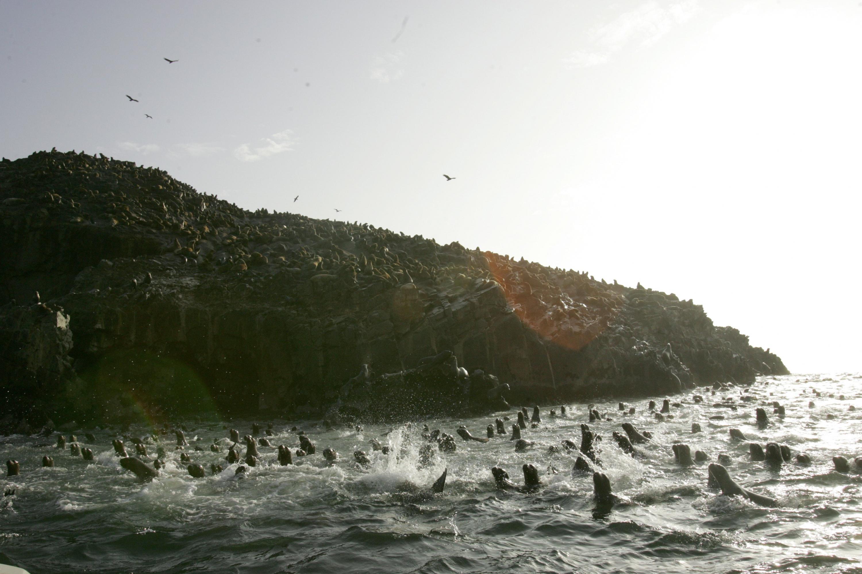 Foto 1: El destino de verano por excelencia. Este destino de las áreas naturales protegidas tiene sorpresas como las playas Yumaque y Mendieta, en donde están permitidos los campamentos a diferencia de las famosas La Mina y Raspón.
Las rutas turísticas son: “Bahía de Paracas”: Mirador de La Catedral – Playa Roja – Itsmo de la Península – Playa La Mina - Playa Raspón – Playa Yumaque; y “Laguna Grande”: Playa Mendieta – Playa Playón. (Foto: USI)