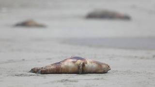 Senasa reporta gripe aviar en un delfín y tres lobos marinos muertos 