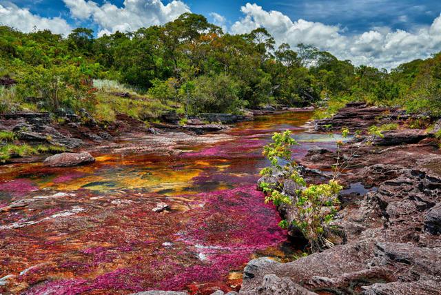 Río Caño Cristales (Colombia). Hay quien califica al Caño Cristales como el río más hermoso del mundo. Sus aguas transparentes nacen en la meseta sur de la Serranía de La Macarena, en el departamento colombiano del Meta, y dejan ver el colorido de las plantas acuáticas, la arena y las formaciones rocosas de su lecho: amarillos, azules, verdes, rojos, negros.