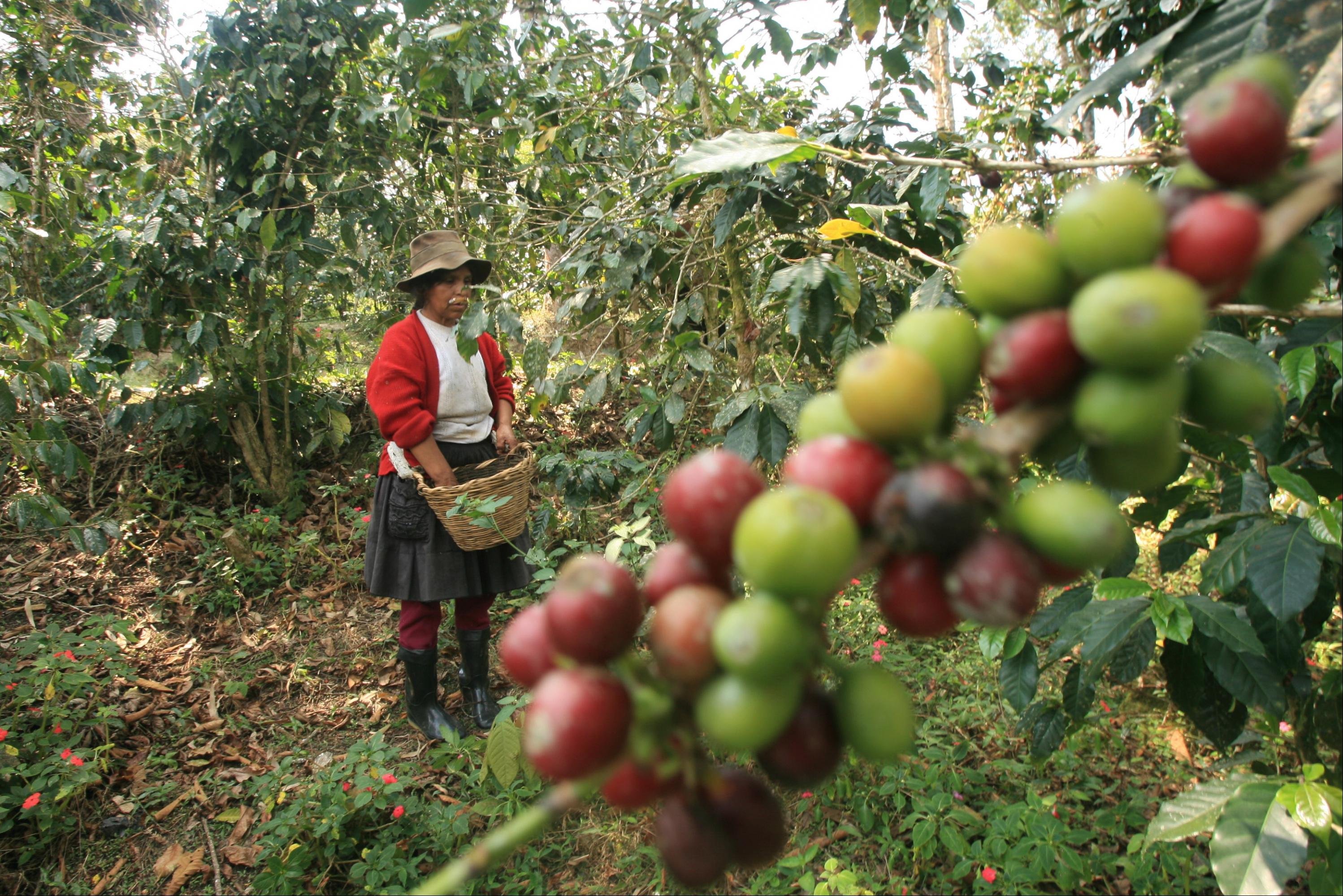 El grano de café mostró un desempeño positivo en agosto. (Foto: USI)