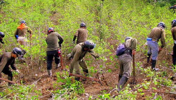 Devida sustenta que la información del monitoreo de superficie de cultivo de arbusto de hoja de coca en producción del 2018 y 2019 está disponible y abierta al público. (Foto: archivo)