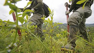 Alto Huallaga: acuerdan paro el  28 de marzo para pedir que cese erradicación de hoja de coca