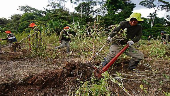 Según datos preliminares, las áreas de cultivo ilegal de coca se incrementaron en 36% en un año.