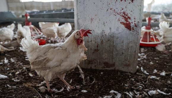Se trata del brote más grande desde el 2015, cuando los productores tuvieron que matar a más de 50 millones de aves (Foto: Omar Haj Kadour / AFP)