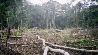 Perú registró 1.8 millones de hectáreas de bosques deforestados en 15 años