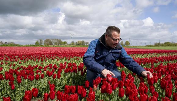 Arjan Smit observa sus campos de tulipanes en Spierdijk, en Países Bajos. © Nick Gammon / AFP