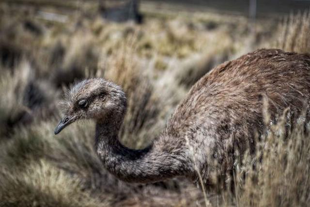 El Suri (Rhe pennata) es ave corredora y no voladora de gran tamaño. (Foto: Consentido.nl)