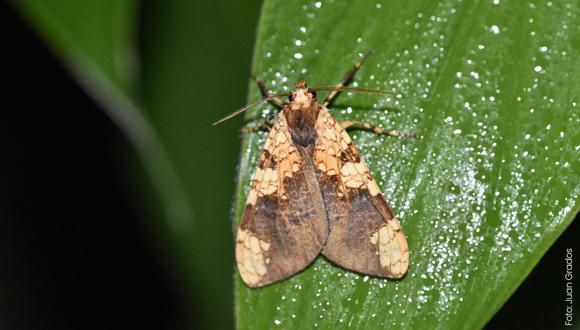 Nueva especie de mariposa es descubierta en Machu Picchu. Foto: gob.pe