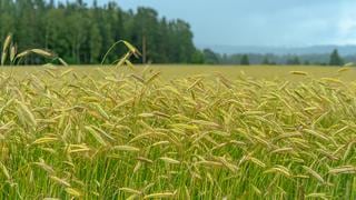 La Niña débil golpearía trigo de Argentina a fines del 2020 y podría afectar siembra de soja 