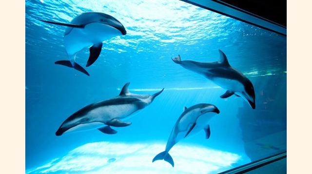 Shedd Aquarium, Chicago, Illinois. “Es albergue eso para mí fue doble de lindo”