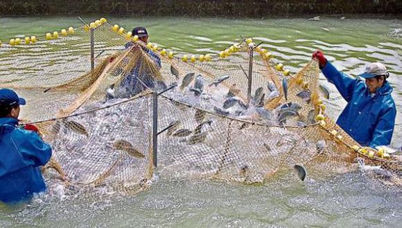 Cabe resaltar que la Arel se encuentra exonerada del pago por derecho de acuicultura. (Foto: GEC)