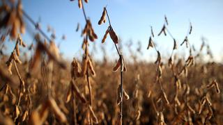 Industria argentina de soja critica intención del Gobierno de tomar control de Vicentin