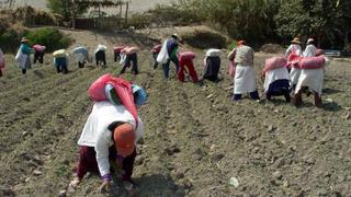 Producción agropecuaria del Perú creció 1.6% en julio