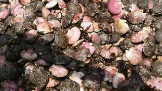 Las conchas de abanico, las pepitas de oro del mar peruano