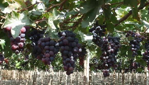 Beta espera ingresar este año al mercado de Japón con las uvas. (Foto: GEC)