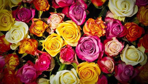 Las rosas colombianas para San Valentín, un trasfondo de resiliencia  femenina | MUNDO | GESTIÓN