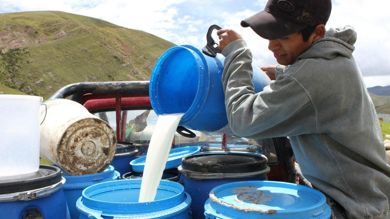 La producción de leche fresca se incrementó en 18 departamentos (Foto: Andina).