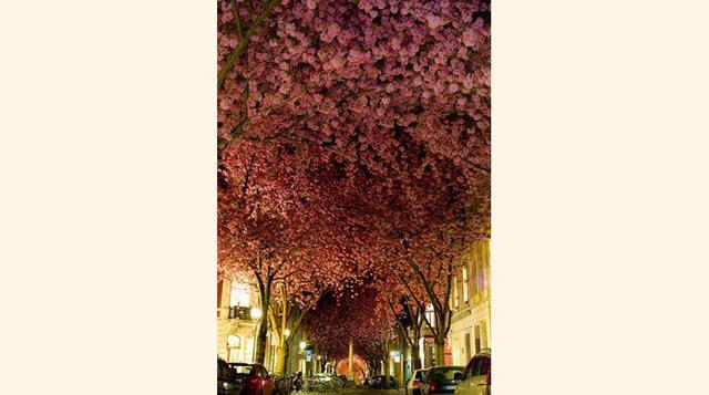 FOTO 8 | Un precioso árbol tupido de cerezas, en Bonn, Alemania.