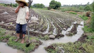 Cobertura del Seguro Agrícola Catastrófico se evaluaría por distritos y no por regiones