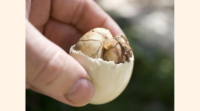 Un tentempié muy común en Filipinas y otras partes de Asia es el balut, huevos que se hierven justo antes de que el feto rompa el cascarón. (Foto: Getty)