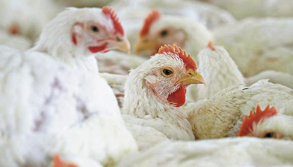 La producción de pollo a nivel nacional es de 60 millones de aves al mes. Foto: Difusión