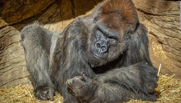 Karen, una orangutana de 28 años, es el primer simio del mundo que recibió una vacuna contra el coronavirus, el 26 de enero, en el Zoológico de San Diego.