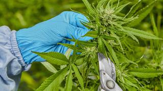 Cannabis medicinal: ¿Cuántas licencias para empresas ha otorgado Digemid?