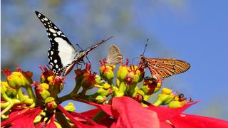 Costa Rica amplía su mercado para exportación de mariposas