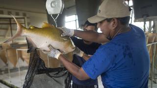 Créditos para desarrollo de pesca artesanal y acuicultura alcanzaron los S/ 12 millones en 2019