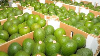 Industria peruana de la palta asegura suministros pese a desafíos a medida que aumentan volúmenes