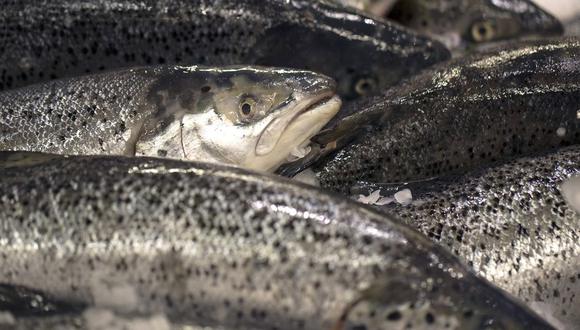 Si bien Noruega tiene reglas más estrictas que muchos productores sobre cómo trata el salmón, la piscicultura a nivel mundial es objeto de distintas polémicas, desde el uso de antibióticos hasta la sostenibilidad de la alimentación de peces. (Bloomberg)