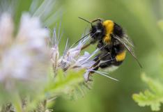 Minagri prohíbe importación de pesticidas agrícolas que son tóxicos en aves y abejas