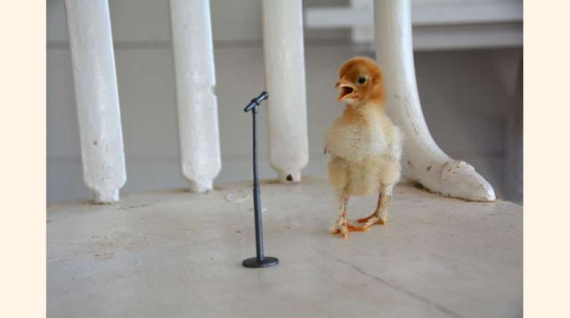 Gran premio y primer lugar en la categoría raro pero cierto: Owning the Stage de Kate Anderson. Edad: 12.(foto: 2016 National Geographic International Photography Contest for Kids).