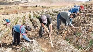 Importación de papas procesadas: ¿afecta a los productores locales?