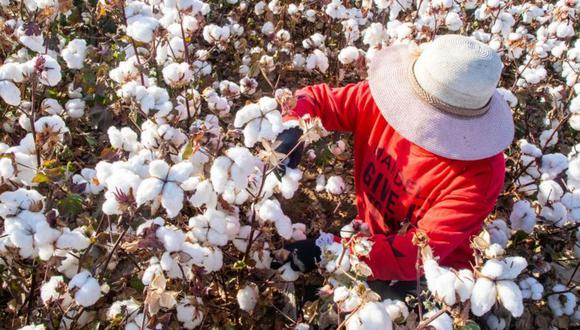 Hasta tres empresas textiles han mostrado interés en invertir en cultivo de algodón en Olmos, Lambayeque, aunque el proyecto de irrigación todavía no tiene avances. Foto: GETTY IMAGES
