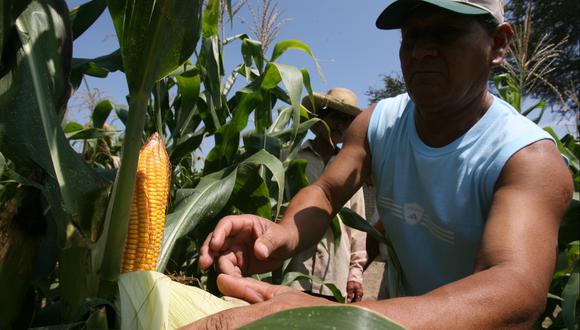 Lluvias favorecerán los cultivos de todo el Perú. (Foto: USI)