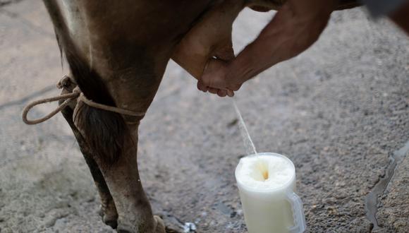 En el país hay 905,817 vacas productoras de leche. (Foto: GEC)