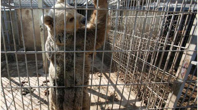 A esta osa se la encontró desnutrida y con un aspecto deplorable.(foto: reuters)