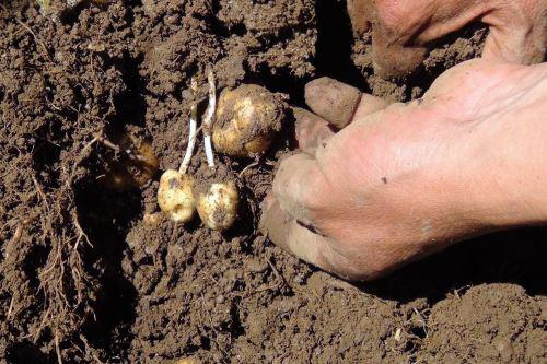 La papa Shulay. (Foto: Andina)