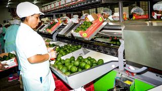 Agrícola Matilda, de Cusco, exportará 300 toneladas de palta hass a Europa