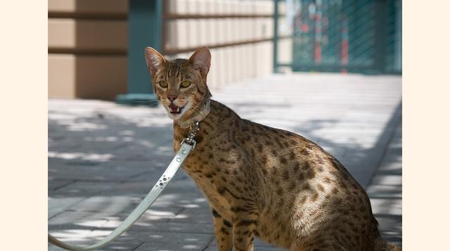 Ashera. Es el resultado del cruce entre un gato doméstico y un gato leopardo asiático. Según afirman los creadores de la raza, este gato no provoca alergias pero aún hay debate al respecto. Puedes convertirte en un dueño feliz de un gato Ashera con un cos