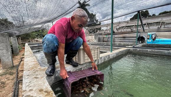 Un empleado siembra alevines de tilapia en un estanque de un acuapónico en La Habana. (YAMIL LAGE / AFP)
