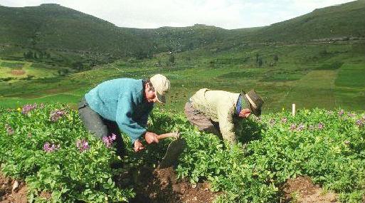Agricultores